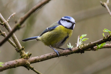 bluetit