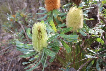Blooming Banksia, Australia