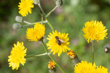 Bee pollinate on dandelion flowers in a garden during spring