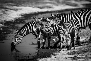 Fototapeta na wymiar Zebras in Amboseli NP, Kenia