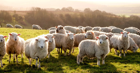 eight sheep in a row in a field looking at the camera with a flock of sheep behind, the sun is shining - obrazy, fototapety, plakaty