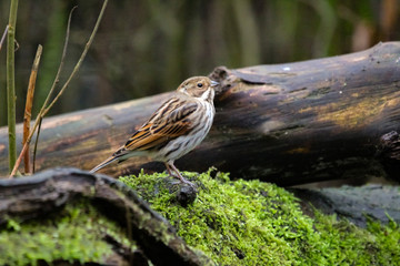 reed bunting