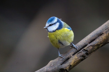 bluetit