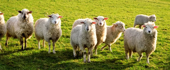 Fotobehang zeven schapen op een rij in een veld kijkend naar de camera © Gill