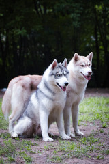 Red and gray husky dogs together, couple