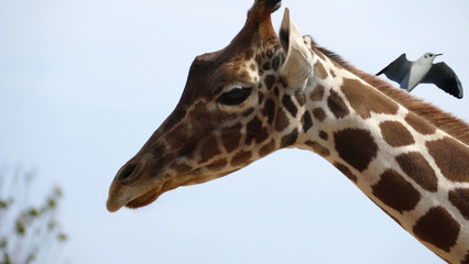 Ritratto di una giraffa con gabbiano in volo