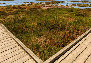 Marsh V View