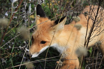 red fox in wild