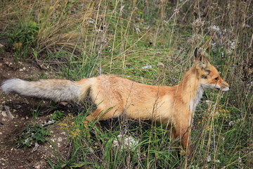 red fox in grass