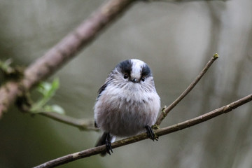 long tailed tit
