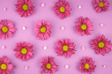 Flower background pink chrysanthemum flora concept