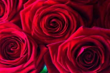 Close up bouquet of red roses for Valentines day.