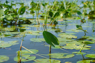 Water lily leaves on the background of clear lake water on a sunny summer day in Ukraine. Lush nature.