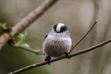 long tailed tit