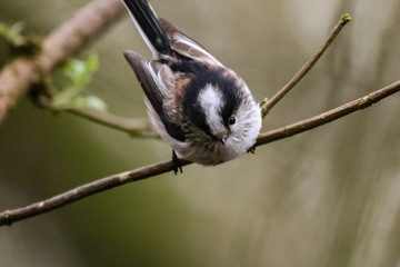long tailed tit