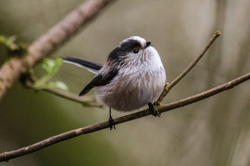 long tailed tit