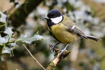 great tit