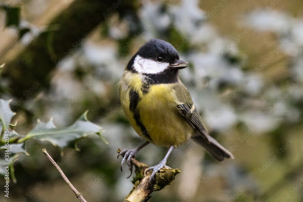 Canvas Prints great tit