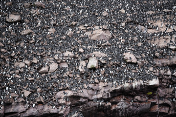 Common murre birds on rocks