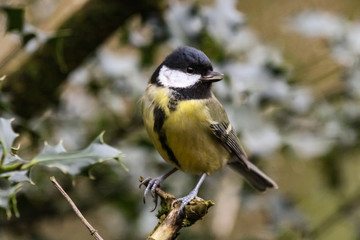 great tit