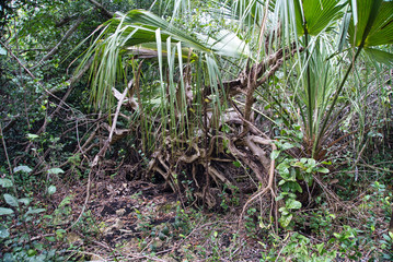 Florida Everglades wildlife, Mangroven, Äste, Dürre und Wasser