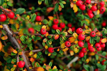 Red berries and green and yellow leaves background. Abstract colorful nature background. Close up of Pyracantha plant.