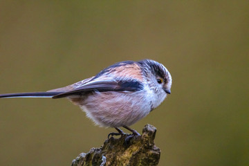 long tailed tit