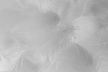 Beautiful abstract colorful black and white feathers on white background and soft gray feather texture on white pattern and gray background. black feather texture, white love banners valentine day.
