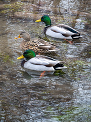 Ducks in winter