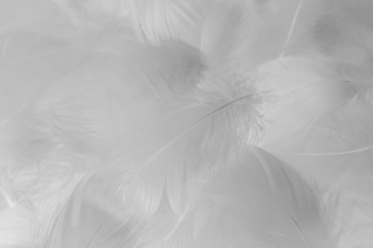 Beautiful abstract colorful black and white feathers on white background and soft gray feather texture on white pattern and gray background. black feather texture, white love banners valentine day. © Weerayuth