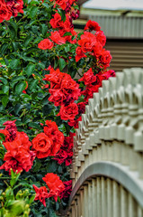 A bush of red roses growing near a beautiful fence.