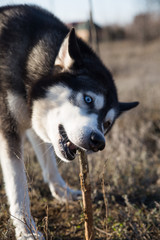  Husky dog in black and white, with different eye colors plays and nibbles a stick
