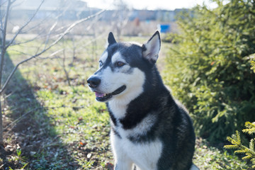 Husky dog in black and white, with different eye colors, sitting on the street