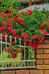 A bush of red roses growing near a beautiful fence.