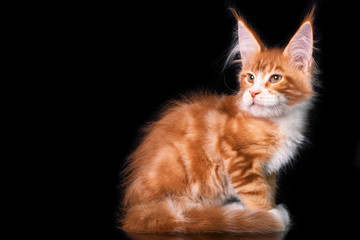 Fototapeta na wymiar Adorable cute maine coon kitten on black background in studio, isolated. Copy space.