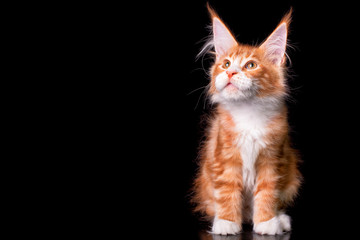 Adorable cute maine coon kitten on black background in studio, isolated. Copy space.