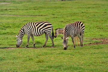 Fototapeta na wymiar Fauna of the Serengeti park in Tanzania.