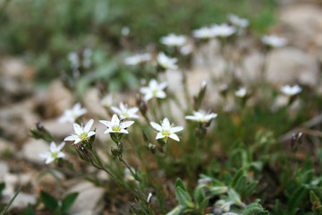 Lawn of white flowers in a stone field