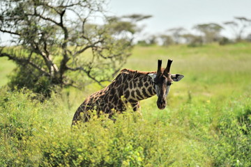 Fauna of the Serengeti park in Tanzania.