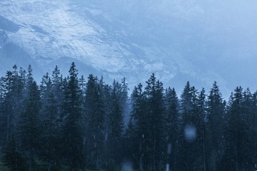  forest against the background of the rocky mountains during the rain, closeup