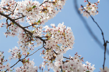 Kirschblüten