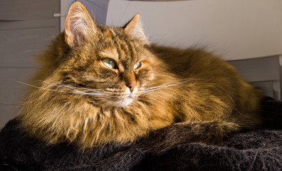 Long haired cat in relax ourdoor, hypoallergenic pet of siberian breed