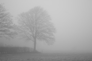 tree in the fog