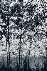 Mysterious silhouettes of trees in the fog in the morning. Web banner.