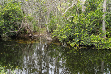 Florida Everglades wildlife, Mangroven, Äste, Dürre und Wasser
