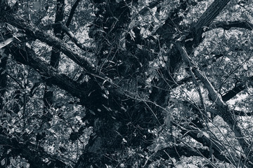Branches with leftover foliage and oak trunk. Web banner.