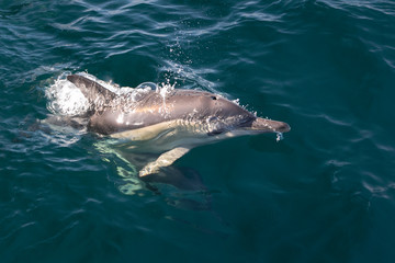 Obraz premium Dolphins in the wave, Australia