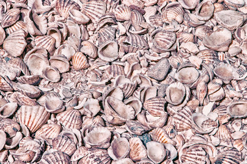 Many shells lie on all over the soil. It's on a seashell island in Senegal, Africa. It is a natural background in a natural environment.