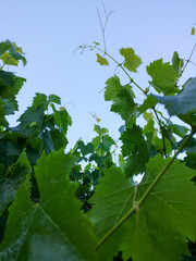 green grapevine on blue sky