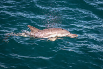 Obraz premium Delfiny na fali, Australia